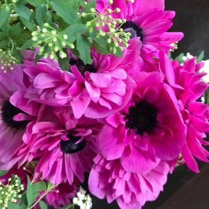 春の花｜「はなのみせフィレンツェ」　（和歌山県岩出市の花キューピット加盟店 花屋）のブログ